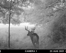 MOULTRIE DIGITAL GAME CAMERA