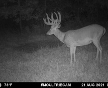 MOULTRIE DIGITAL GAME CAMERA