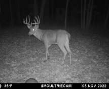 MOULTRIE DIGITAL GAME CAMERA