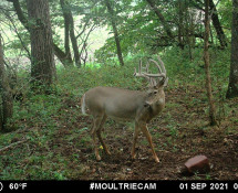 MOULTRIE DIGITAL GAME CAMERA