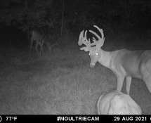 MOULTRIE DIGITAL GAME CAMERA