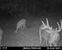 MOULTRIE DIGITAL GAME CAMERA