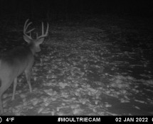 MOULTRIE DIGITAL GAME CAMERA