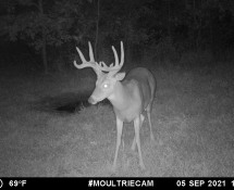 MOULTRIE DIGITAL GAME CAMERA