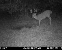 MOULTRIE DIGITAL GAME CAMERA