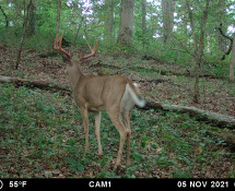 MOULTRIE DIGITAL GAME CAMERA
