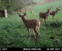 MOULTRIE DIGITAL GAME CAMERA