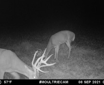 MOULTRIE DIGITAL GAME CAMERA