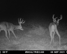 MOULTRIE DIGITAL GAME CAMERA