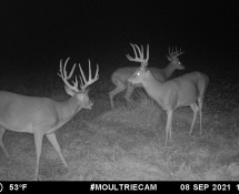 MOULTRIE DIGITAL GAME CAMERA