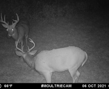 MOULTRIE DIGITAL GAME CAMERA