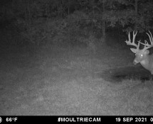 MOULTRIE DIGITAL GAME CAMERA