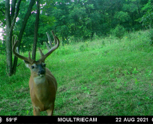 MOULTRIE DIGITAL GAME CAMERA