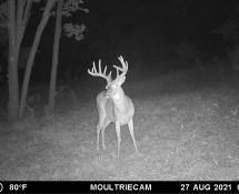 MOULTRIE DIGITAL GAME CAMERA