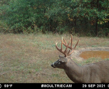 MOULTRIE DIGITAL GAME CAMERA